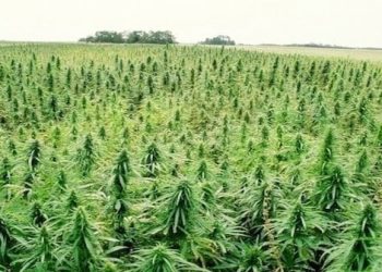 Economists expect the industrial hemp market to grow at a cagr of around 18% in 2021-2026 as high demand for cbd oil and increasing product awareness