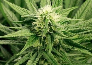 As we bring marijuana out of the dark and into the light, it continues to blow our minds – just how great the benefits of cannabis actually are!