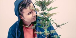 Interpening Cannabis Flowers in Colorado