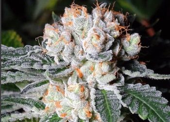 White Fire OG (aka WiFi OG). Indica cross of The White and Fire OG Kush-relieve pain and relaxing high. Nice shade of green with random clusters of orange hairs