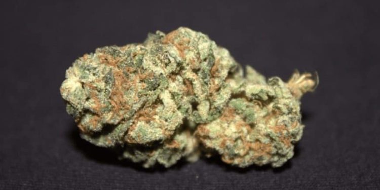 Deadhead OG. It's a cross of Chem ’91 and an inbred line of San Fernando Valley OG Kush. The leaves have a dark bluish-green hue with blood-orange hairs