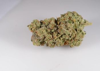 Panama Punch strain. It's a fruity sativa with big berry notes, distinctive pear underneath, and black pepper spice. The smoke is said to be very smooth