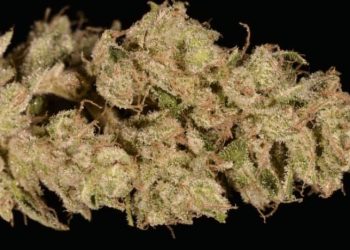 Super Silver Sour Diesel Haze. It's a sativa-dominant hybrid that helps stimulate your appetite and provides an uplifting high. 420 Weed Reviews