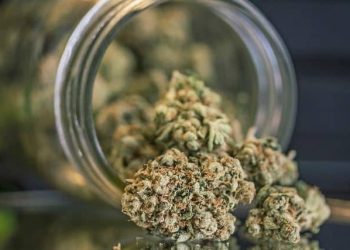 New Marijuana Related Gadgets For Your Home