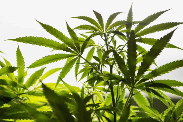Government Hopes To Begin Exporting Israeli Marijuana