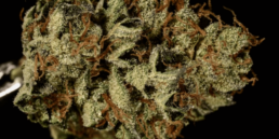420 Weed Reviews: Bruce Banner #3