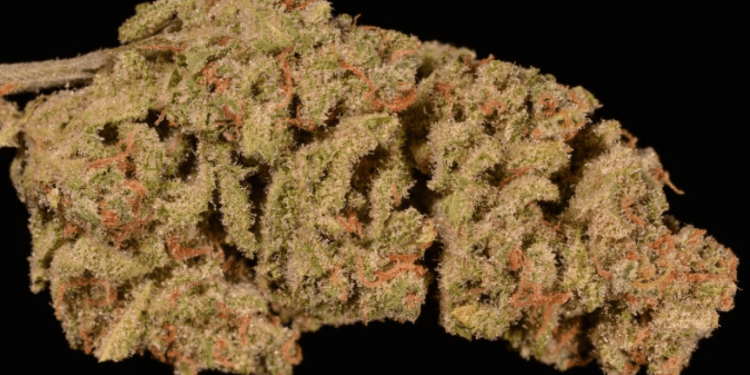 Green Crack strain. A strong daytime sativa, it's known to significantly boost your energy (some would say a little too much) while keeping you nice and alert.