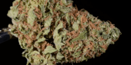 420 Weed Reviews: Herijuana (AKA Harijuana or Herojuana)