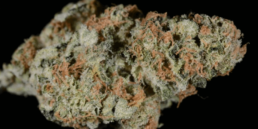 420 Weed Reviews: The Lavender Strain