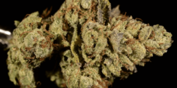 420 Weed Reviews: The Tahoe OG