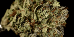 420 Weed Reviews: Triple Diesel