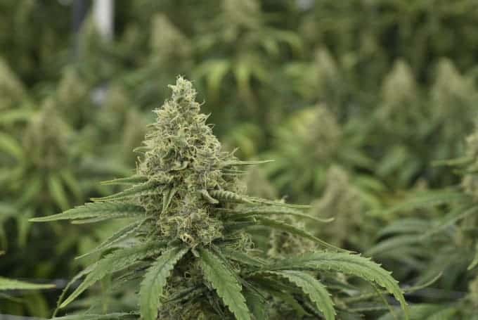 Canada's Cannabis Culture Shifts