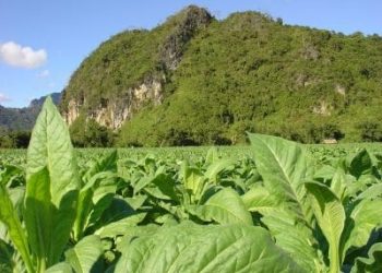 Tobacco Company, Alliance One International, Enters Canadian Cannabis Industry