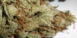 420 Marijuana Reviews: Kali Mist