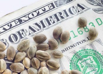Cannabis Stocks for Aggressive Investors and Tax Season