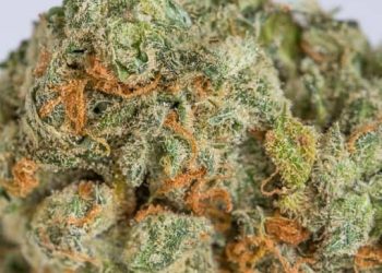 420 Marijuana Reviews: Acapulco Gold