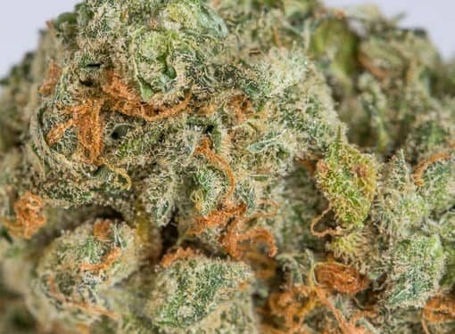 420 Marijuana Reviews: Acapulco Gold