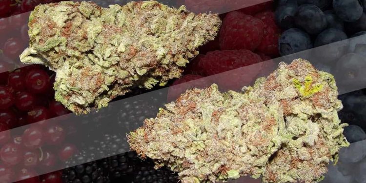 420 Marijuana Reviews: Berry White