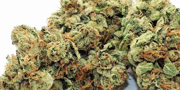 Godfather OG strain! Indica cross of the XXX OG indica and Alpha OG hybrid, loved for help with pain conditions, anxiety, insomnia, and stress relief