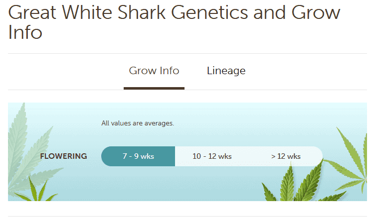 420 Marijuana Reviews: Great White Shark