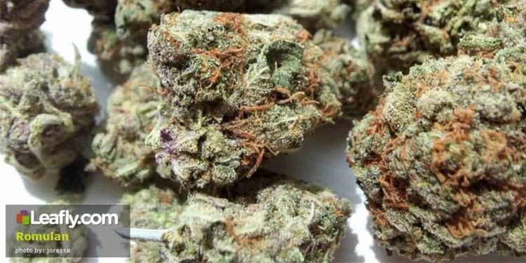 Romulan strain! It's a potent and versatile indica-providing significant pain relief, increase appetite/cure nausea, as well as for promoting relaxation