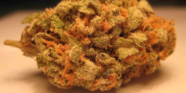 Thor's Hammer aka Mjolnir strain! Heavy sativa guaranteed to get your day going with its highly energetic qualities! Its uplifting energy perfect for daytime