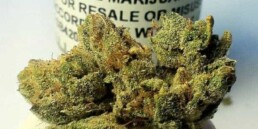 420 Marijuana Reviews: Yoda OG