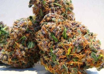Fruity Pebbles strain! A hybrid cross of the Grandaddy Purple indica and the Green Ribbon and Tahoe Alien hybrids-popular strain -a strong yet functional high!