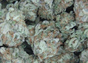 White Widow strain! Perfectly balanced hybrid born from the South American sativa and South Indian indica strains. White Widow is the go to for any enthusiast!