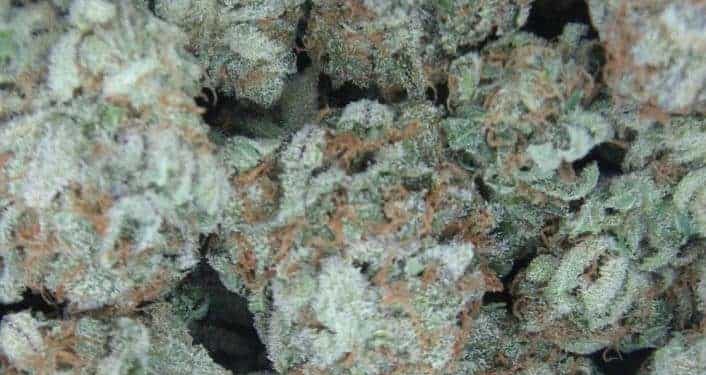 White Widow strain! Perfectly balanced hybrid born from the South American sativa and South Indian indica strains. White Widow is the go to for any enthusiast!
