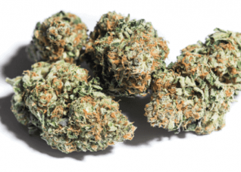 Scooby Snacks strain! A strong indica leaning hybrid, it's a cross of the Platinum Girl Scout Cookies hybrid/Face of OG indica strains-a well balanced hybrid