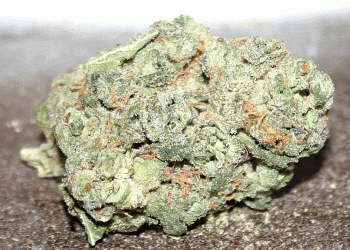 White Russian strain! Named after The Big Lebowski's favorite beverage, it's a daytime hybrid from White Widow and AK-47 hybrids, that leans heavily sativa