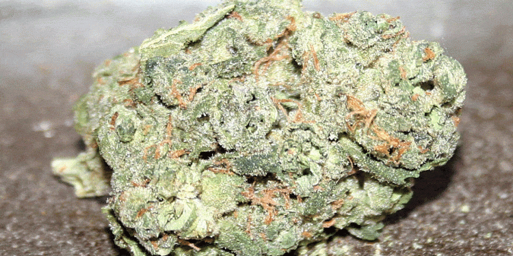 White Russian strain! Named after The Big Lebowski's favorite beverage, it's a daytime hybrid from White Widow and AK-47 hybrids, that leans heavily sativa