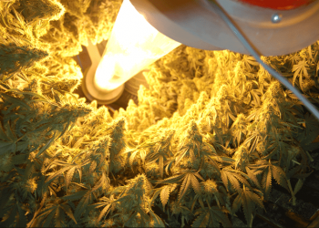 RavenQuest BioMed Inc., Orbital Gardening, Marijuana Science & Good Business