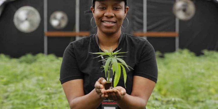 Opinions On 4/20 From Those In The Know, weed news