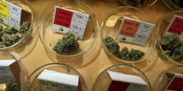 How To Choose Your Marijuana, weed news