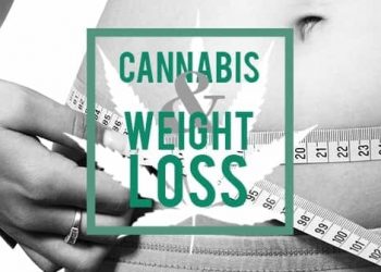 How Cannabinoids May Help You Lose Weight, marijuana news