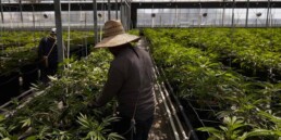 Marijuana Crop Smell Causes Problems In California, cannabis news