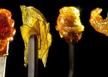 Cannabis Extracts, Concentrates And More, weed news