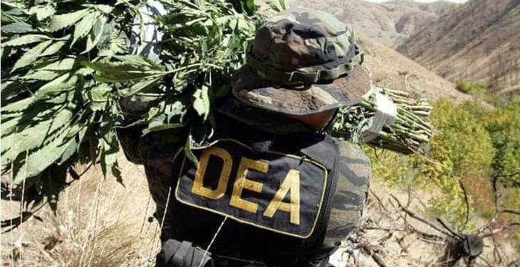 The DEA's New Slang For Weed, marijuana news