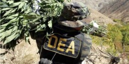 The DEA's New Slang For Weed, marijuana news