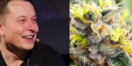 Does Elon Musk Weed, cannabis news, trending marijuana news