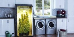 Tips For First Time Cannabis Growers, when will weed be legal everywhere