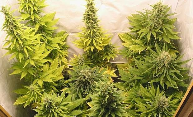 Why You Should Grow Your Own Cannabis, marijuana flower, cannabis plant, marijuana news