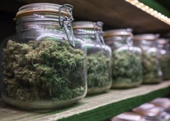 How To Pick Out Quality Cannabis, good weed, marijuana culture, cannabis news