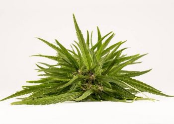 Hemp, Inc. Featured in Forbes, The Oregonian and Additional News Outlets as U.S. Farm Bill Heads to President’s Desk, cannabis news