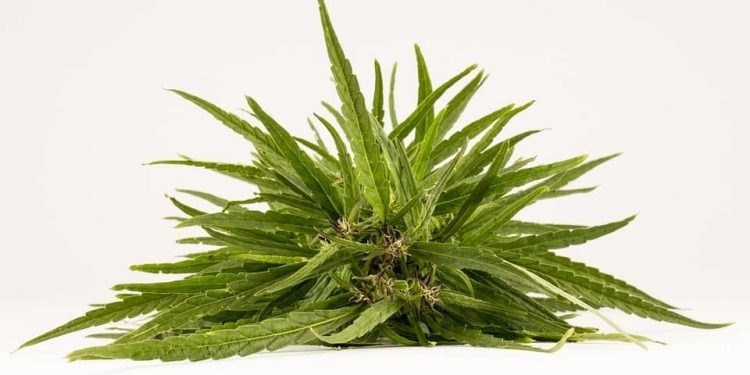 Hemp, Inc. Featured in Forbes, The Oregonian and Additional News Outlets as U.S. Farm Bill Heads to President’s Desk, cannabis news