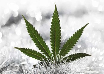 The Best Cannabis Strains For Winter Weather, winter cannabis, winter marijuana, winter pot, winter chronic