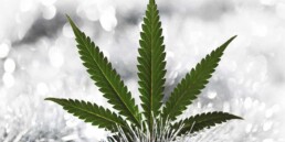The Best Cannabis Strains For Winter Weather, winter cannabis, winter marijuana, winter pot, winter chronic
