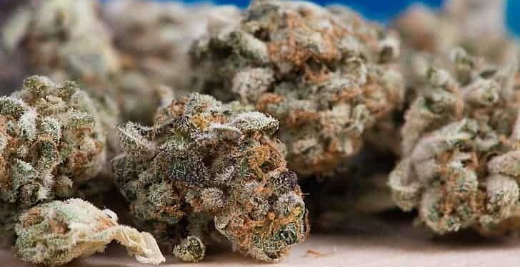 Marijuana Buds